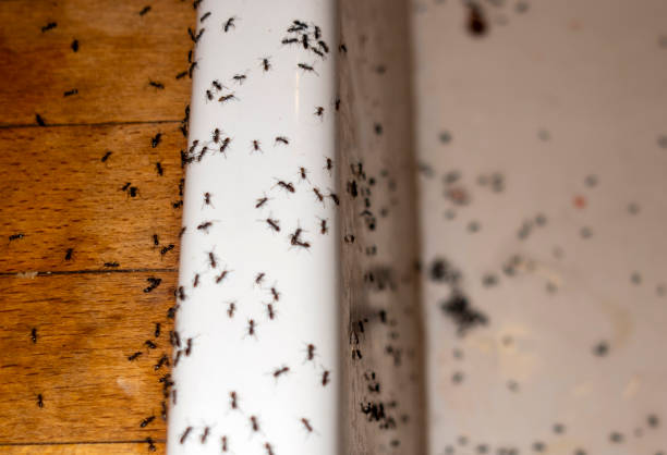 Best Wasp Removal Services  in Greenwood, MO